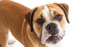 Información Sobre La Raza Beabull, Costos De Cachorros Y Más