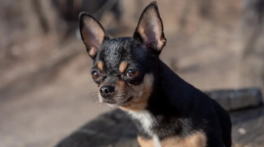 Información Sobre La Raza Cheagle, Costos De Cachorros Y Más