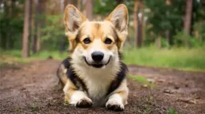 Información Sobre La Raza Corgidor, Cachorros Y Más