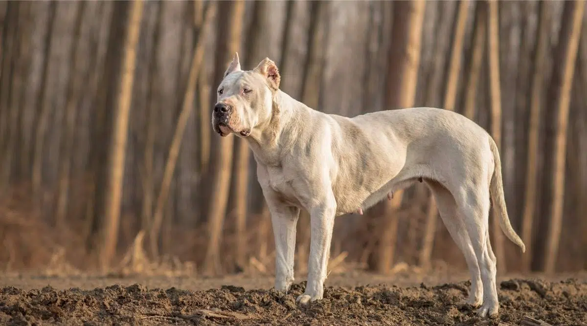 Información Sobre La Raza Dogo Argentino: Rasgos De Personalidad, Temperamento