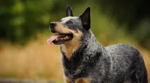 Información Sobre La Raza Perro Boyero Australiano (blue Heeler): Hechos,
