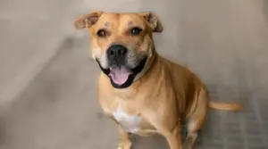 Información Sobre La Raza Pitbull Boxer Mix: Personalidad, Cachorros Y