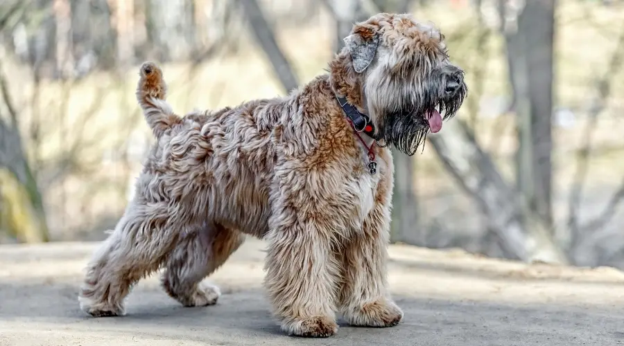 Información Sobre La Raza Soft Coated Wheaten Terrier: Hechos, Imágenes