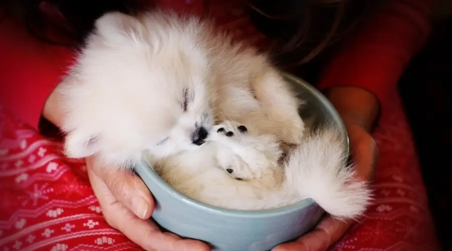 Cachorro durmiendo en una taza de té