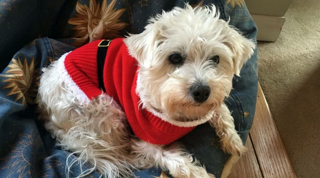 Pequeño caniche West Highland Terrier blanco "Westie-poo" vestido de Papá Noel, sentado en un puf