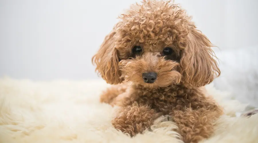 Caniche Toy esponjoso sentado sobre una manta