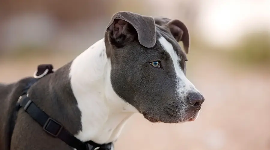 Joven Pitbull Terrier paseando perro