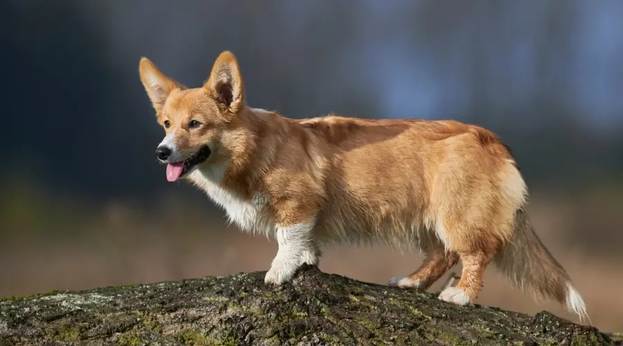 Perro rojo caminando sobre un árbol