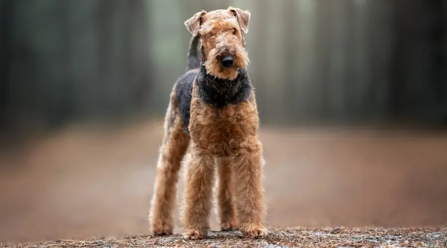 Información Sobre La Raza De Perro Airedale Terrier: Hechos, Imágenes