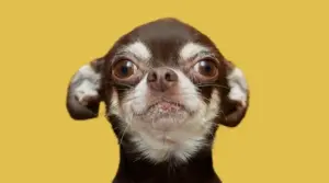 Información Sobre La Raza De Perro Chug: La Mezcla De
