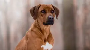 Información Sobre La Raza De Perro Rhodesian Ridgeback: Hechos, Rasgos