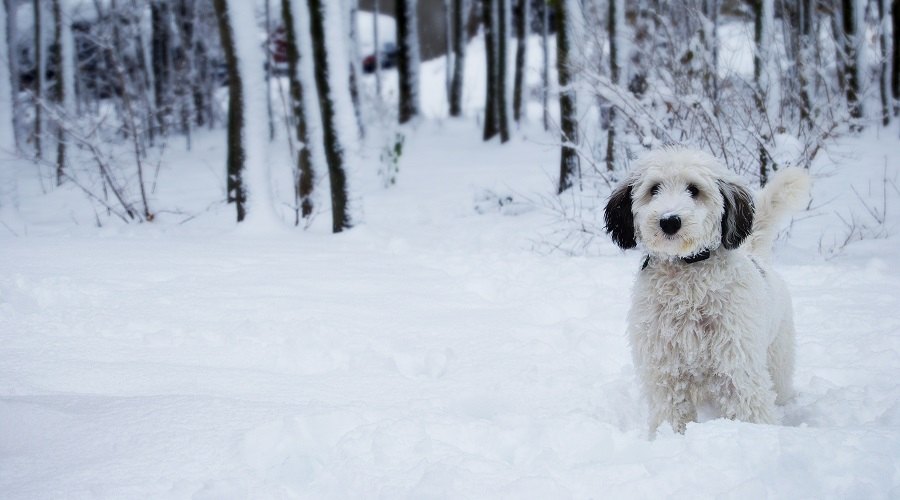 Raza de perro blanco en la nieve