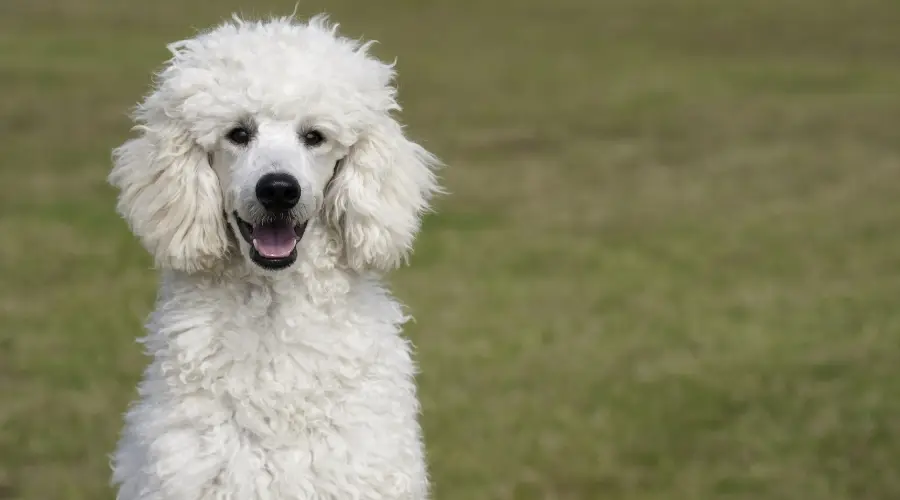 Caniche estándar grande