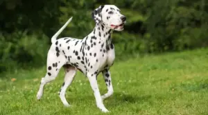 Información Sobre La Raza De Perro Dálmata: Hechos, Imágenes Y