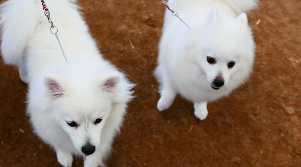 Dos perros esquimales americanos en suelo de tierra con correas