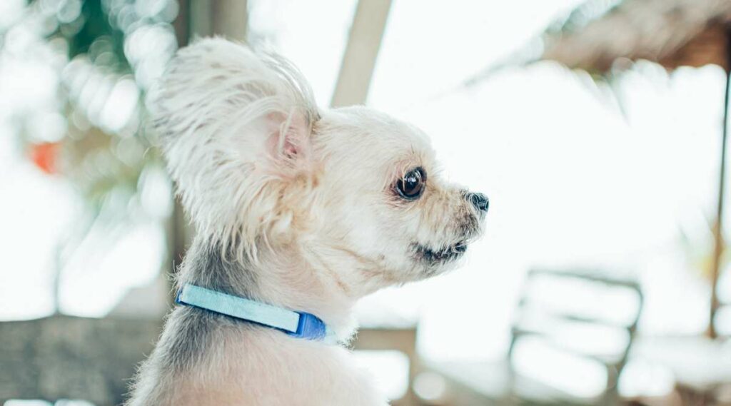 Mezcla de Shih Tzu Pomerania mirando algo afuera con una mirada de reojo.