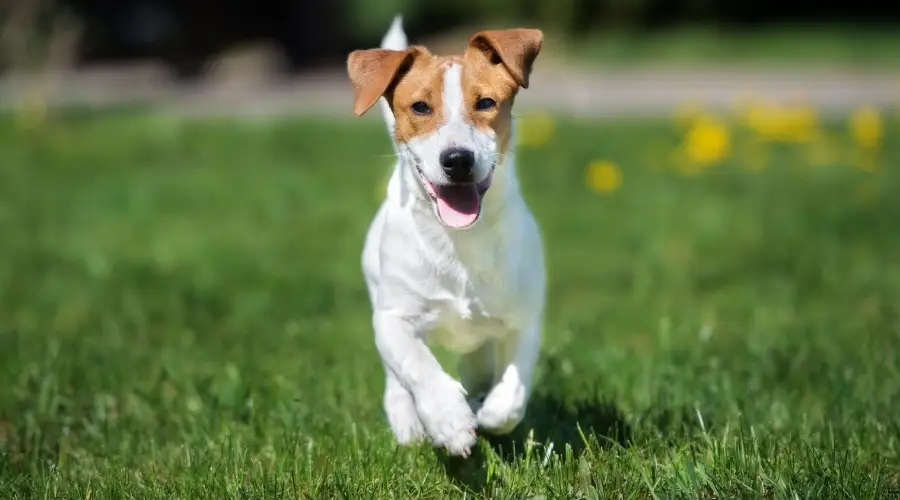 Jack Russell Terrier Vs. Beagle: Diferencias Y Similitudes De Raza
