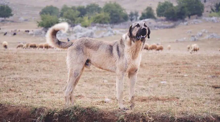 Kangal: Historia De La Raza De Perro, Hechos, Rasgos Y