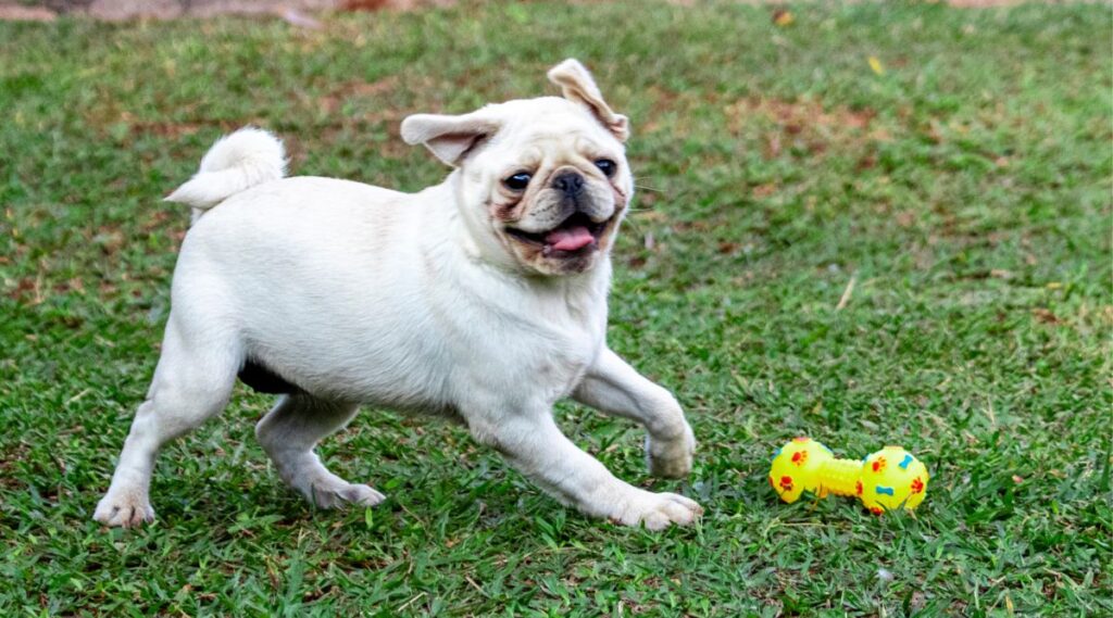 La Diferencia Entre Cachorros Leucistas Y Albinos