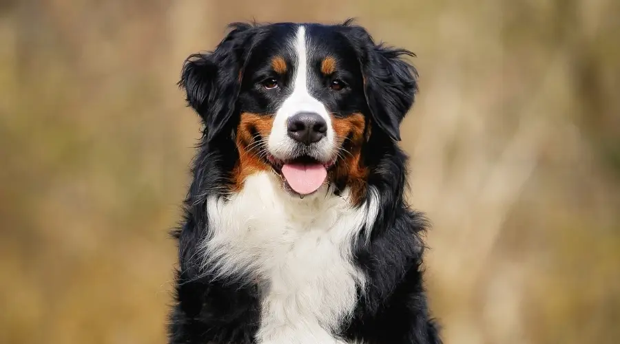 La Mezcla Del Caniche Perro De Montaña De Berna