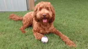 Labradoodle vs Goldendoodle: Diferencias Y Similitudes De Raza