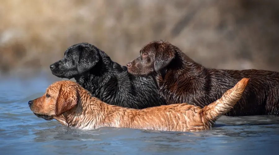 Labrador Retriever Versus Rottweiler: Diferencias Y Similitudes De Raza