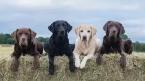 Labrador Retriever Vs. Border Collie: Diferencias Y Similitudes De Raza