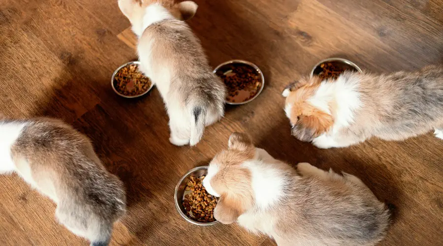 Los Mejores Alimentos Para Perros Corgis: Cachorros, Adultos Y Personas