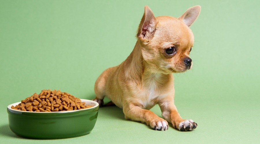 Los Mejores Alimentos Para Perros Chihuahuas: Cachorros, Adultos Y Personas