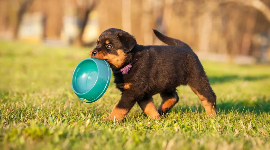 Los Mejores Alimentos Para Perros Para Rottweilers: Cachorros, Adultos Y