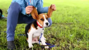 Los Mejores Cepillos Para Beagles Ama a Tu Perro