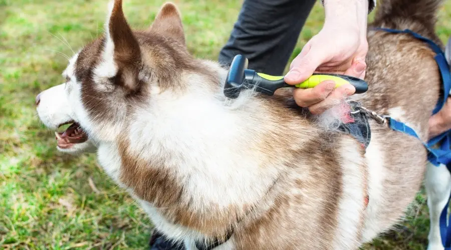 Los Mejores Cepillos Para Perros Para Perros Esquimales Siberianos: Calificaciones