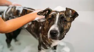 Los Mejores Champús Para Perros Para American Pitbull Terriers: Calificaciones