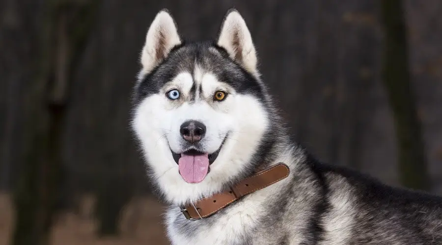Los Mejores Champús Para Perros Para Perros Esquimales Siberianos: Calificaciones