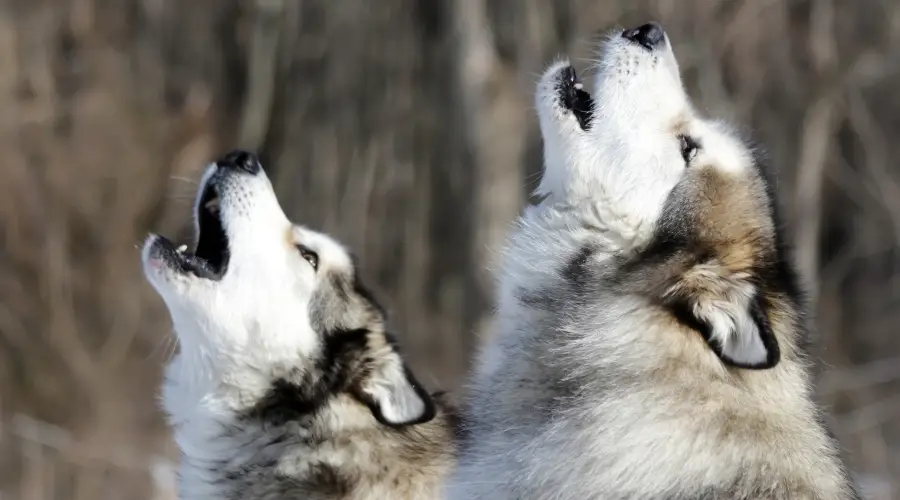 Malamute De Alaska Frente a Husky Siberiano: ¿cuál Es La