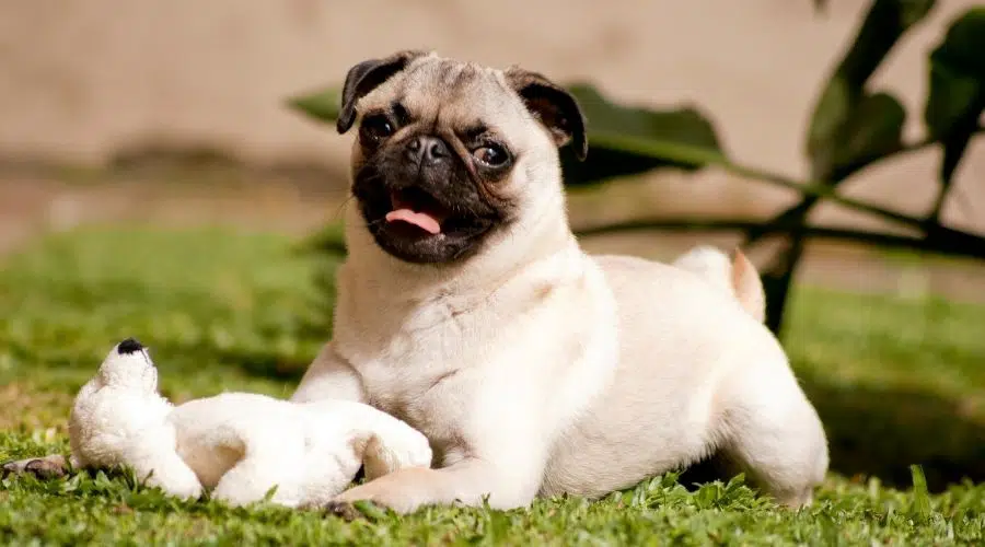 Pug con peluche