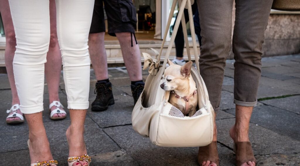 Un pequeño perro blanco en un bolso de diseño en las calles de Italia.