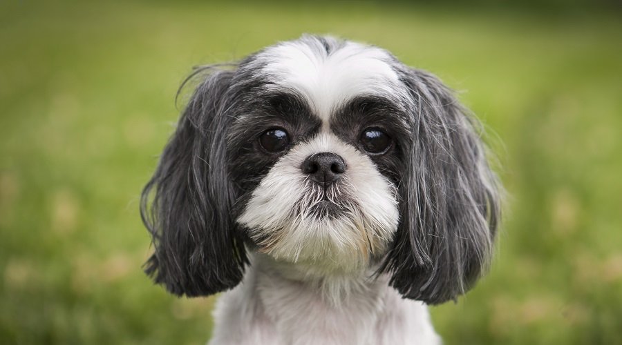 shih tzu