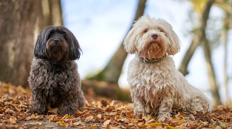 Perros Habaneros