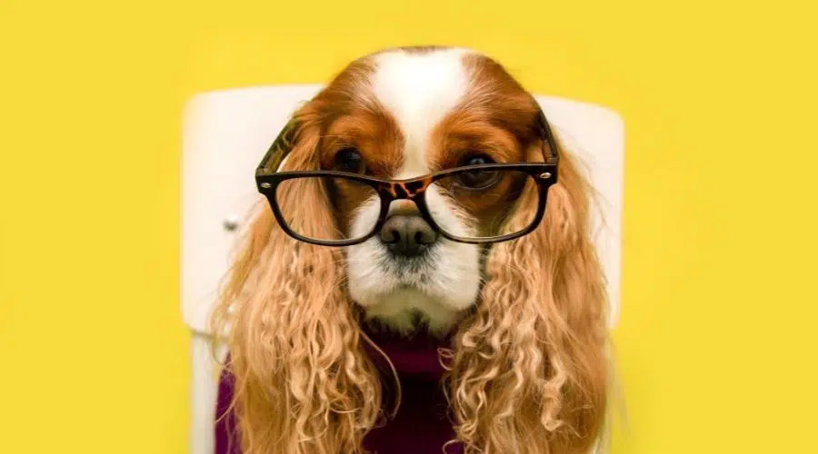 Perro Cavalier King Charles Spaniel con orejas largas con gafas y suéter sobre fondo amarillo