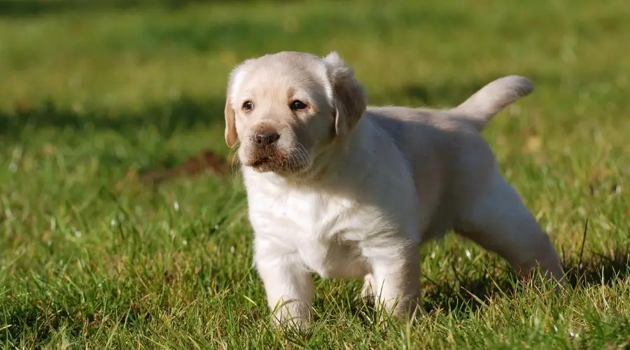 Cachorro de laboratorio amarillo