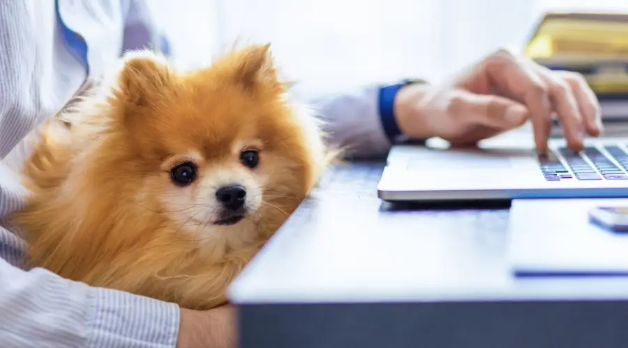 Perro Pomerania en el regazo con una persona en una computadora portátil en un escritorio