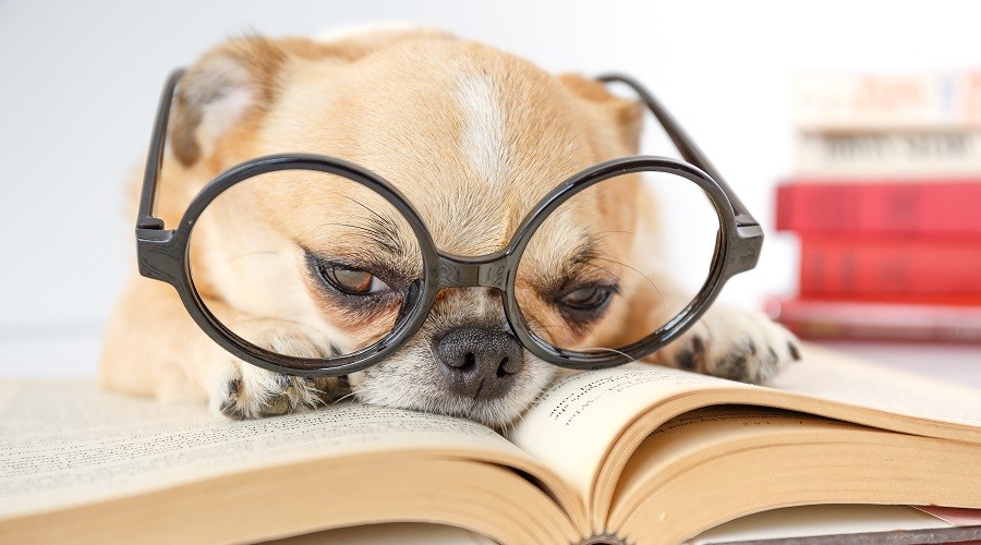 Los mejores libros para perros