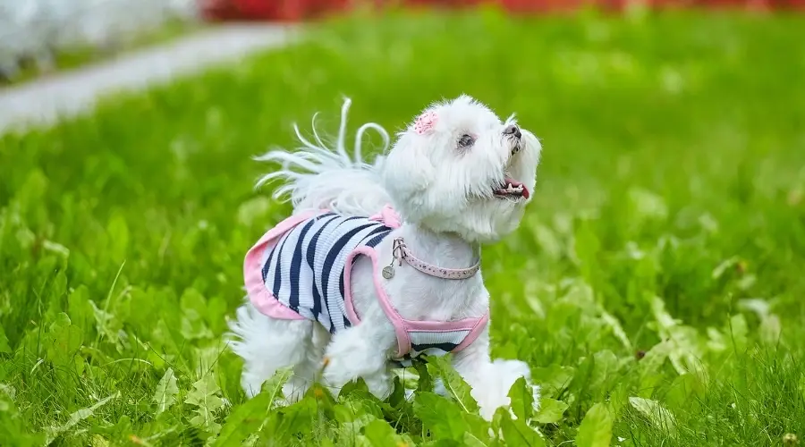 Pequeño perro feliz con un vestido