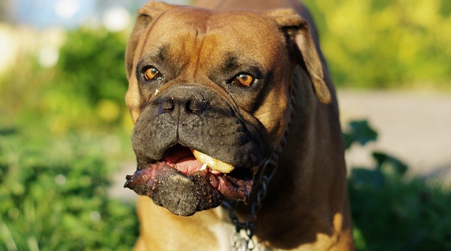 Boxeador adulto comiendo comida