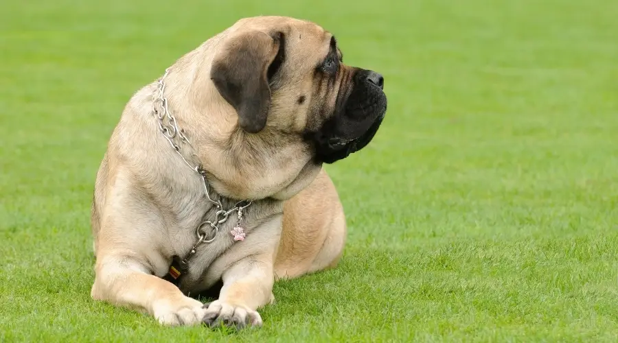 Mastín Inglés Versus Bullmastiff: ¿en Qué Se Diferencian? Mastín Inglés Versus Bullmastiff: ¿en Qué Se Diferencian?