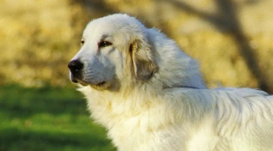 Perro blanco grande de cerca