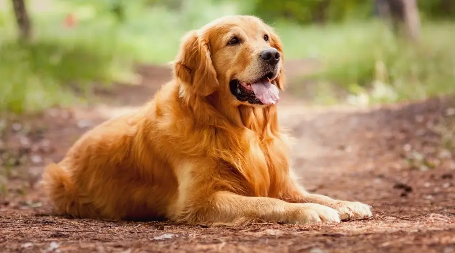 Perro de pelo largo dorado acostado