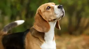Mezcla De Border Collie Beagle: Información De La Raza Border