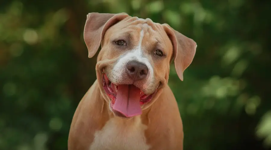 Mezcla De Border Collie Pitbull: Información Sobre La Raza Borderbull